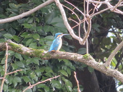 Alcedo atthis