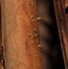 Hispidula dicksoniae