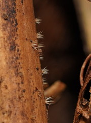 Hispidula dicksoniae