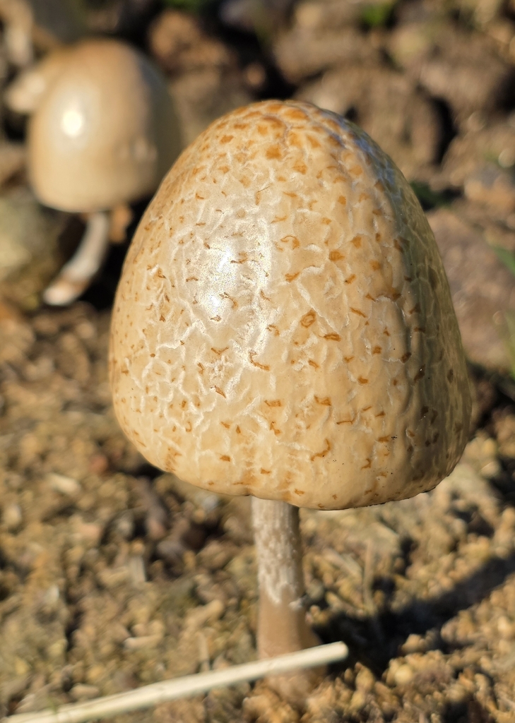 Panaeolus semiovatus · March 2026 · photo: © mrveektoor (iNaturalist, cc0)
