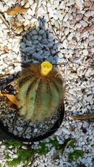 Parodia