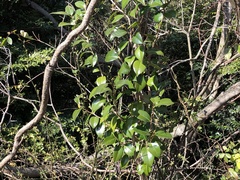 Camellia japonica