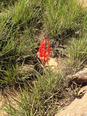Disa porrecta