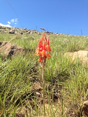Disa porrecta