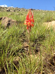 Disa porrecta
