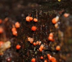 Lycogala conicum
