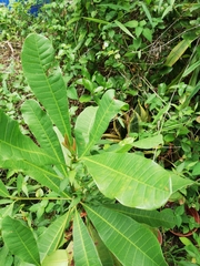 Anacardium