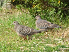 Streptopelia orientalis
