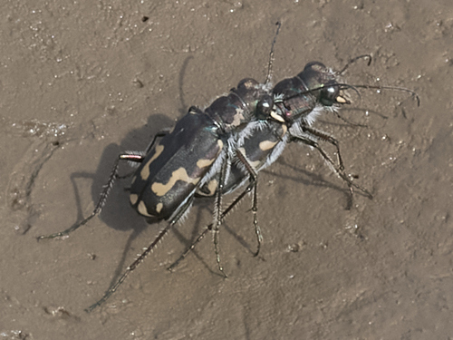Senile Tiger Beetle photo 2