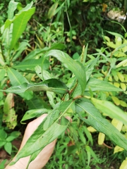 Persicaria minor