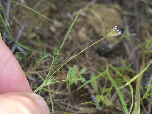 few-flowered clover (Trifolium oliganthum)