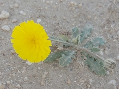 Launaea mucronata