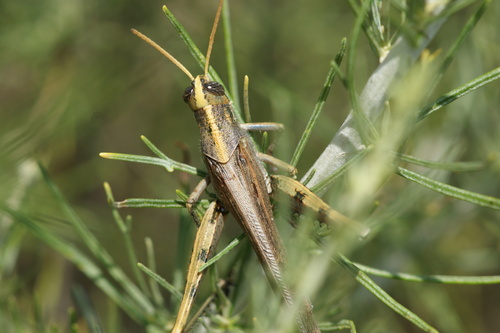 iNaturalist observation photo of Gray Bird Grasshopper
