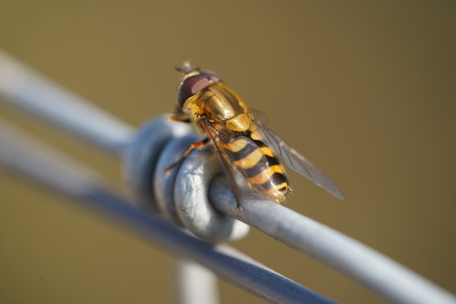 Hairy-eyed Flower Fly, Zeddam, Netherlands, photo 4 of 10