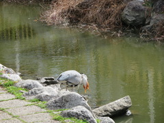 Ardea cinerea