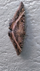 Ascalapha odorata