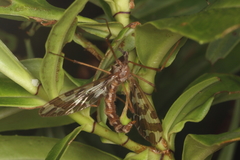 Mischoderus forcipatus