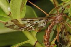 Mischoderus forcipatus