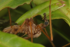 Mischoderus forcipatus