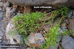 Limbarda crithmoides longifolia