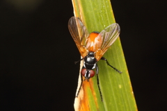 Huttonobesseria verecunda