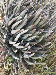 Dudleya abramsii bettinae