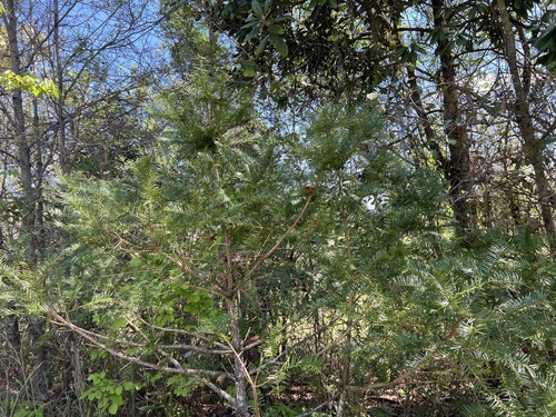 Torreya taxifolia, photograph 4