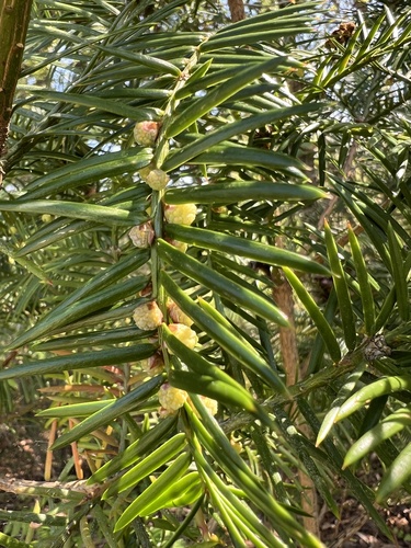 Torreya taxifolia, photograph 3