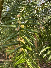 Torreya taxifolia, photograph (c) Jared Shorma, some rights reserved (CC BY)