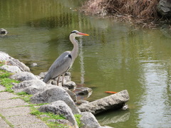 Ardea cinerea