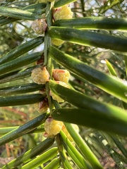 Torreya taxifolia, photograph (c) Jared Shorma, some rights reserved (CC BY)