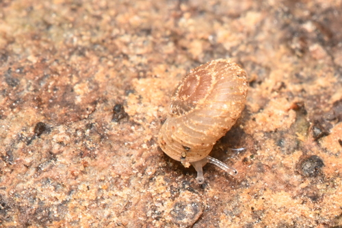 Vallonia costata