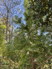 Torreya taxifolia, photograph (c) Jared Shorma, some rights reserved (CC BY)