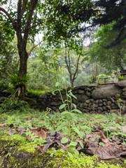 Campanula dimorphantha