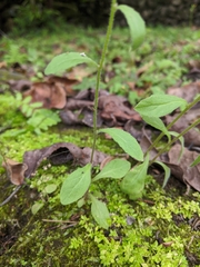 Campanula dimorphantha