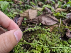 Campanula dimorphantha