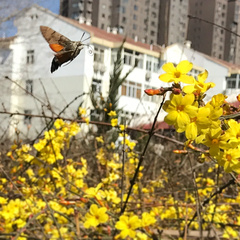 Macroglossum stellatarum