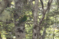 Cyanoramphus auriceps