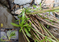 Limbarda crithmoides longifolia