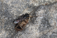 Tachysphex nigerrimus