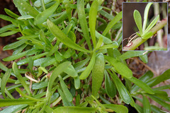 Limbarda crithmoides longifolia