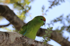 Cyanoramphus auriceps