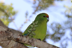 Cyanoramphus auriceps