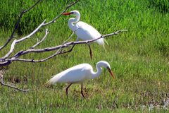 Ardea intermedia plumifera