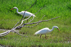 Ardea intermedia plumifera