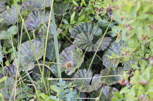 Gunnera magellanica (Gunnera magellanica)
