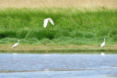 Ardea intermedia plumifera