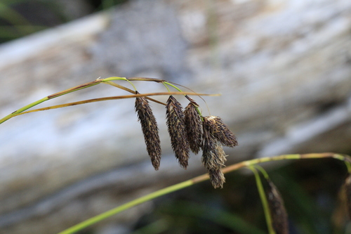 Bank's sedge (Carex banksii)