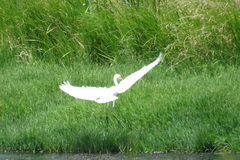 Ardea intermedia plumifera