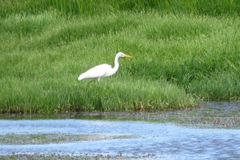 Ardea intermedia plumifera
